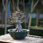 Tree ID 401 : Kaede Maple