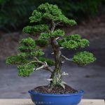 Tree ID 400 : Tsuyama Hinoki (Cypress)