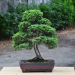 Tree ID 399 : Shimpaku