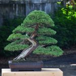 Tree ID 404 : Shimpaku