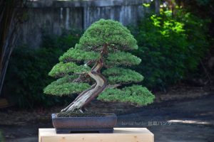 Tree ID 404 : Shimpaku