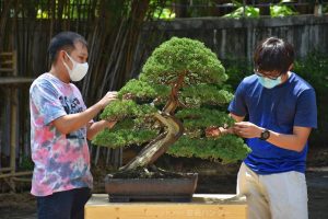 Tree ID 404 : Shimpaku - Image 2