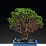 Tree ID 402 : Sekka Hinoki