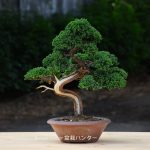 Tree ID 405 : Shimpaku