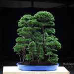 Tree ID 403 : Tsuyama Hinoki (Cypress)