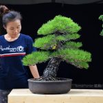 Tree ID 406 : Japan Black Pine