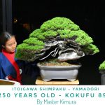 Tree ID 408 : Shimpaku