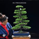 Tree ID 414 : Hinoki