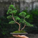 Tree ID 415 : Shimpaku