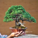 Tree ID 416 : Shimpaku