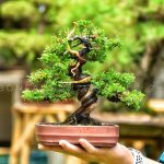 Tree ID 428 : Shimpaku