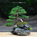 Tree ID 412 : Shimpaku