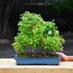 Tree ID 411 : Kaede Maple Forest