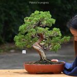 Tree ID 417 : Shimpaku - material