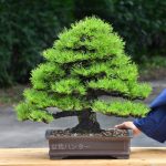 Tree ID 420 : Japanese BlackPine- formal Upright style