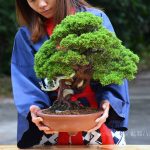 Tree ID 418 : Itoigawa Shimpaku