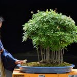 Tree ID 419 : Kaede Maple