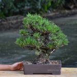 Tree ID 421 : Japanese BlackPine