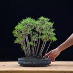 Tree ID 422 : Japanese BlackPine