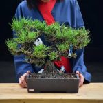 Tree ID 423 : Japanese BlackPine