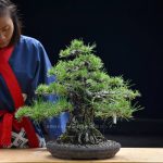 Tree ID 424 : Japanese BlackPine