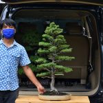 Bonsai ID 427 : Tosho - Formal upright style