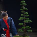 Tree ID 425 : Tsuyama Hinoki