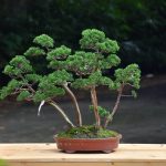 Tree ID 429 : Shimpaku