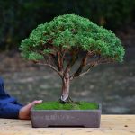 Bonsai ID 431 : Kishu Shimpaku