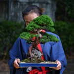 Bonsai ID 430 : Shimpaku " On the rock"