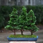 Bonsai ID 432 : Hinoki - Forest style
