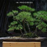 Bonsai ID 434 : Japan Black Pine - Forest style