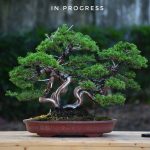 Bonsai ID 435 : Itoigawa Shimpaku - multi trunk style
