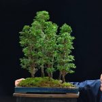 Bonsai ID 433 : Hinoki - Forest style