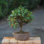 Bonsai ID 445 : บอนไซ ส้ม Kinzu