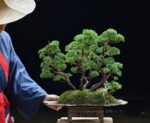 Bonsai ID 436 : บอนไซ Itoigawa Shimpaku - Image 4