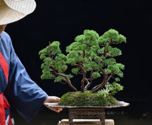 Bonsai ID 436 : บอนไซ Itoigawa Shimpaku - Image 4