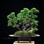 Bonsai ID 436 : บอนไซ Itoigawa Shimpaku