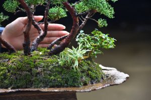 Bonsai ID 436 : บอนไซ Itoigawa Shimpaku - Image 2