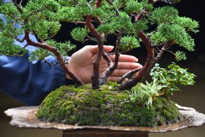 Bonsai ID 436 : บอนไซ Itoigawa Shimpaku - Image 6