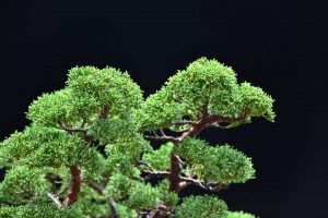 Bonsai ID 436 : บอนไซ Itoigawa Shimpaku - Image 5