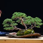 Bonsai ID 446 : บอนไซ Shimpaku forest style