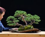 Bonsai ID 446 : บอนไซ Shimpaku forest style