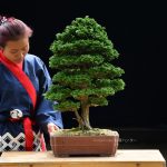 Bonsai ID 443 : บอนไซ Hinoki - twin trunk style