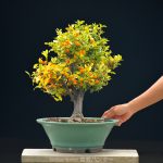 Bonsai ID 444 : บอนไซ ส้ม Kinzu