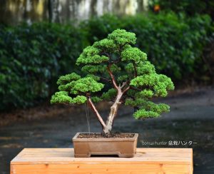 Bonsai ID 437 : บอนไซ สน Shimpaku - Image 2