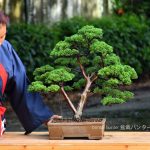 Bonsai ID 437 : บอนไซ สน Shimpaku