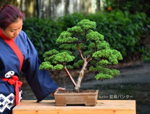 Bonsai ID 437 : บอนไซ สน Shimpaku