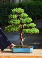 Bonsai ID 438 : Itoigawa Shimpaku - Image 2