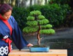Bonsai ID 438 : Itoigawa Shimpaku
